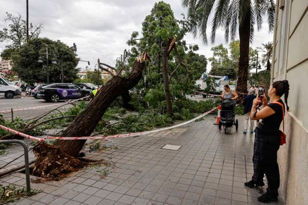 Rainfall totals exceed 100 l m² in Valencia A tree fell on a street in Valencia due to last night’s heavy rains, on September 17, 2026, in Valencia, Valencian Community, Spain. The rains that fell on Wednesday afternoon, September 16, hitting much of the province of Valencia hard, were concentrated in the metropolitan area of the capital, Horta Nord and Sud, and other nearby regions such as Camp de Turia, where some municipalities recorded total rainfall exceeding 100 liters per square meter, accompanied by spectacular downpours, lightning, and winds of 100 kilometers per hour SEPTEMBER 17, 2026 STORM Valencia, Valencian Community Valencia, Valencian Community, Spain  Copyright: xRoberxSolsonax 7780586