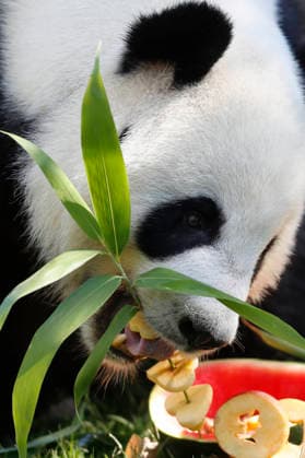 September 19, 2026, Madrid, Community Of Madrid, Spain: Giant panda JIN XI eats a special birthday cake made of fresh bamboo and apples as he celebrates his 6th birthday at the Zoo Aquarium de Madrid on Saturday, September 19, 2026, in Madrid, Spain. Born on September 1, 2020, and easily recognizable by a black freckle-like spot on his right cheek, JIN XI (whose name symbolizes happiness and blessings) arrived in Spain in April 2024 alongside female panda ZHU YU (not pictured) from the Chengdu Giant Panda Breeding Base in China. The weekend celebration highlights the strong international cooperation between Spain and China regarding the conservation, research, and breeding of this emblematic species. The Madrid Zoo has been a European bench - ZUMAo127 20260919_zep_o127_027 Copyright: xHugoxOrtunox