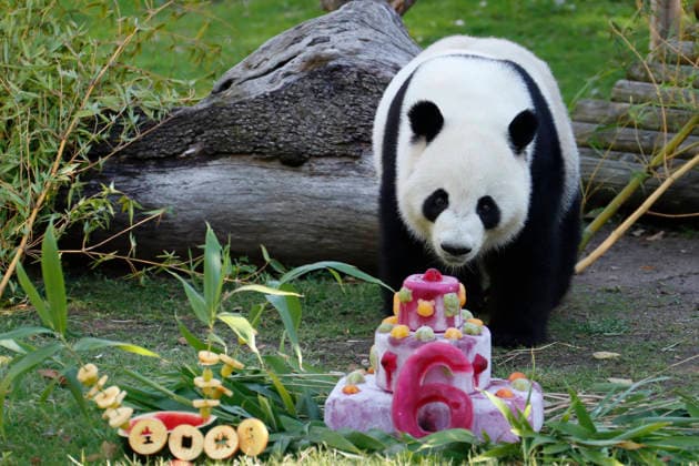 September 19, 2026, Madrid, Community Of Madrid, Spain: Giant panda JIN XI eats a special birthday cake made of fresh bamboo and apples as he celebrates his 6th birthday at the Zoo Aquarium de Madrid on Saturday, September 19, 2026, in Madrid, Spain. Born on September 1, 2020, and easily recognizable by a black freckle-like spot on his right cheek, JIN XI (whose name symbolizes happiness and blessings) arrived in Spain in April 2024 alongside female panda ZHU YU (not pictured) from the Chengdu Giant Panda Breeding Base in China. The weekend celebration highlights the strong international cooperation between Spain and China regarding the conservation, research, and breeding of this emblematic species. The Madrid Zoo has been a European bench - ZUMAo127 20260919_zep_o127_051 Copyright: xHugoxOrtunox