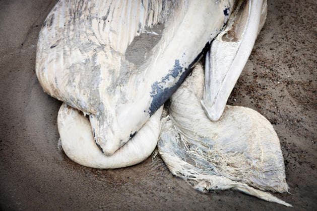 Denmark Stranded Whale A dead whale has stranded two kilometers south of Klitmoeller, in Jutland, Denmark, Saturday September 19, 2026. Beach warden Mads Ring tells the media that he believes the whale does not have teeth. Therefore, he thinks it is a baleen whale. , Klitmoeller Denmark Copyright: AstridxDalum AstridxDalumx spdk20260919-161218-L