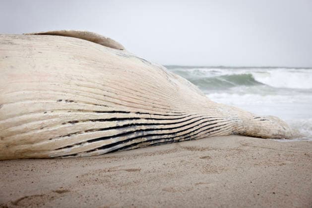Denmark Stranded Whale A dead whale has stranded two kilometers south of Klitmoeller, in Jutland, Denmark, Saturday September 19, 2026. Beach warden Mads Ring tells the media that he believes the whale does not have teeth. Therefore, he thinks it is a baleen whale. , Klitmoeller Denmark Copyright: AstridxDalum AstridxDalumx spdk20260919-161151-L