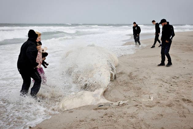 Denmark Stranded Whale A dead whale has stranded two kilometers south of Klitmoeller, in Jutland, Denmark, Saturday September 19, 2026. Beach warden Mads Ring tells the media that he believes the whale does not have teeth. Therefore, he thinks it is a baleen whale. , Klitmoeller Denmark Copyright: AstridxDalum AstridxDalumx spdk20260919-161202-L