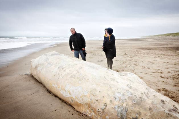 Denmark Stranded Whale A dead whale has stranded two kilometers south of Klitmoeller, in Jutland, Denmark, Saturday September 19, 2026. Beach warden Mads Ring tells the media that he believes the whale does not have teeth. Therefore, he thinks it is a baleen whale. , Klitmoeller Denmark Copyright: AstridxDalum AstridxDalumx spdk20260919-161126-L