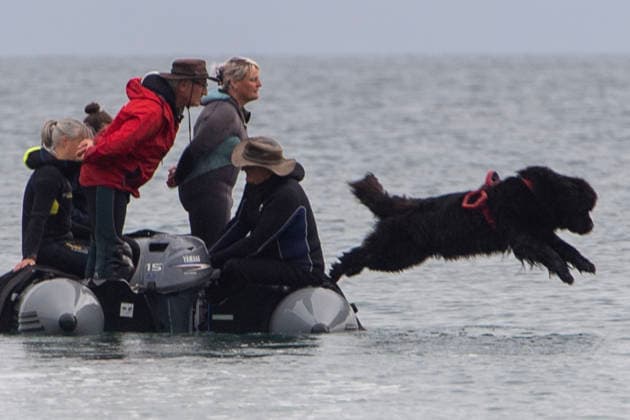 French Rescue Dog Championship Marc ROLLMANN MAXPPP September 20, 2026 In Bréhec, in the Côtes d’Armor, the Chiens d’eau du Goëlo are hosting the French Water Rescue Championship. Fifteen dog-handler teams, having qualified for the finals, are competing in three obedience and rescue events, both on land and at sea. Ship towing, retrieving a drowning victim from the waves, and battling the current—all put the dog’s strength, obedience, and, above all, the bond between dog and handler to the test. Facing the elements, they are all driven by the same motivation: to save lives and serve others. Bréhec, France, September 20, 2026. In Bréhec, Côtes d’Armor, the Goëlo Water Dogs are hosting the French Water Rescue Championship. Fifteen handler-do Copyright: xMAXPPPxMarcxROLLMANNx MRL202609202367 MRL202609202358