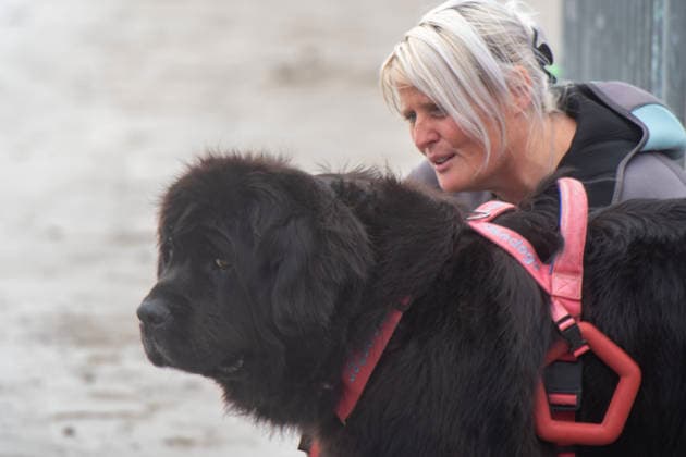 French Rescue Dog Championship Marc ROLLMANN MAXPPP September 20, 2026 In Bréhec, in the Côtes d’Armor, the Chiens d’eau du Goëlo are hosting the French Water Rescue Championship. Fifteen dog-handler teams, having qualified for the finals, are competing in three obedience and rescue events, both on land and at sea. Ship towing, retrieving a drowning victim from the waves, and battling the current put the dog’s strength, obedience, and—above all—the bond between dog and handler to the test. Facing the elements, they are all driven by the same motivation: to save lives and serve others. Bréhec, France, September 20, 2026. In Bréhec, Côtes d’Armor, the Goëlo Water Dogs are hosting the French Water Rescue Championship. Fifteen dog-handler team Copyright: xMAXPPPxMarcxROLLMANNx MRL202609202367 MRL202609202366