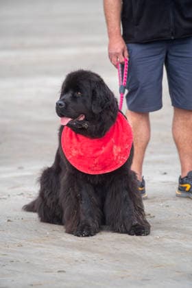 French Rescue Dog Championship Marc ROLLMANN MAXPPP September 20, 2026 In Bréhec, in the Côtes d’Armor, the Chiens d’eau du Goëlo are hosting the French Water Rescue Championship. Fifteen dog-handler teams, having qualified for the finals, are competing in three obedience and rescue events, both on land and at sea. Ship towing, retrieving a drowning victim from the waves, and battling the current put the dog’s strength, obedience, and—above all—the bond between dog and handler to the test. Facing the elements, they are all driven by the same motivation: to save lives and serve others. Bréhec, France, September 20, 2026. In Bréhec, Côtes d’Armor, the Goëlo Water Dogs are hosting the French Water Rescue Championship. Fifteen dog-handler team Copyright: xMAXPPPxMarcxROLLMANNx MRL202609202367 MRL202609202377