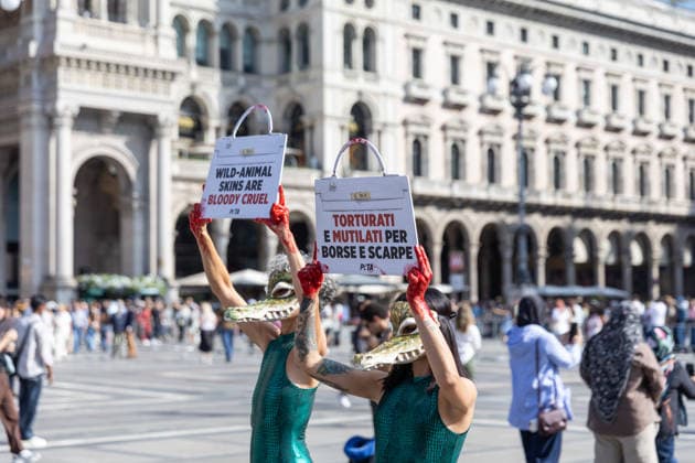 IPA88825825 - Milan, September 22, 2026, Piazza del Duomo, start of Fashion Week: a PETA animal rights flash mob featuring two women wearing crocodile masks and with their hands painted red to denounce the violence against exotic animals used in the manufacture of leather shoes, belts, and handbags  Copyright: xFrancescoxEnriquezx xFrancescoxEnriquezx IPA88825825