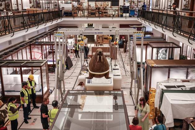 Taxidermy Walrus at Horniman Museum 22.09.2026. Conservators and staff at the Horniman Museum and Gardens in south London winch the museum’s famous ‘overstuffed’ taxidermy Walrus into position in the centre of the natural history gallery in preparation for the gallery’s reopening in early 2027. The Walrus is a highlight of the museum and has been part of the museum’s collection since 1901.  Copyright: xRichardxPohlex NINTCHDBPICT001110278649