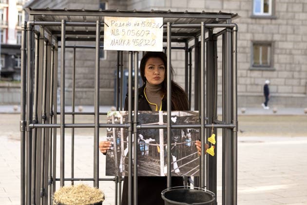 Environmental activists stage two-week cage protest in Sofia SOFIA, BULGARIA - SEPTEMBER 23: Environmental activists begin two-week protest outside the Bulgarian Parliament in Sofia, Bulgaria, on September 23, 2026, to oppose the practice of keeping newborn calves in individual isolation pens from birth. As part of the protest, one volunteer will remain inside a cage continuously, 24 hours a day, throughout the two-week demonstration. Nearly 200 volunteers are expected to take part in the initiative, rotating in 12-hour shifts. Hristo Vladev Anadolu Sofia Bulgaria. Editorial use only. Please get in touch for any other usage.  Copyright: x2026xAnadoluxHristoxVladevx