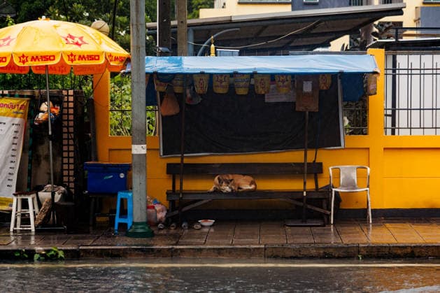 September 26, 2026, Thailand: A street dog sleeps on a bench on a flooded street due to heavy rain in Bangkok, Thailand, Saturday, September 26, 2026. All 50 districts of Bangkok have been declared disaster areas and residents along canal areas have been advised to move to higher ground. Thailand - ZUMAm249 20260926_zip_m249_001 Copyright: xAndrexMalerbax