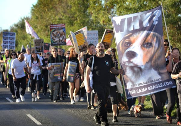 September 26, 2026, Huntingdon, United Kingdom: Animal activists march from Huntingdon station with placards and banners during the protest. Save The Dogs UK march to end animal testing culminating in a rally at MBR Acres in Huntingdon. The facility produces beagle puppies for the vivisection industry. The march to MBR Acres was held at the same time as a two-week march by animal activists in the USA arrived at Marshall BioResources in New York. Both sets of activists claim ™Two Countries, Two Marches. One Shared Message™ The protesters insist both Marshall BioResourses and MBR Acres are closed and demand a future beyond animal testing. Huntingdon United Kingdom - ZUMAs197 20260926_aaa_s197_455 Copyright: xMartinxPopex