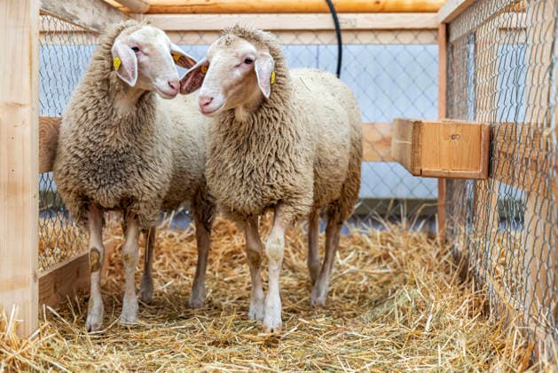 Schurschafe Merino-Landschaf. Eröffnung des Landwirtschaftliches Hauptfest in Bad Cannstatt. Süddeutschlands größte Fachmesse für Land-, Forst- und Ernährungswirtschaft zeigt in Messehallen und Tierzelten landwirtschaftliche Maschinen und verschiedene Nutztiere in der modernen Tierhaltung. 27.09.2026, Stuttgart, Baden-Württemberg, Deutschland