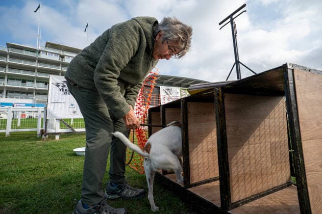 Terrier Derby at Epsom Racecourse in Surrey - 27 Sep 2026 The owner of a competitor loads their terrier into the starting box at the 2026 Terrier Derby. Terriers competed in the annual Terrier Derby held at Epsom Racecourse, Surrey, an event first held in 2003 as a side attraction to Epsom Trainers Day. More than 70 dogs took part in heats, quarter-finals and semi-finals before the grand finale, chasing a mechanically towed lure along a racetrack. The event was inspired by Jack Russell terrier Smudge and raises money for charity, with spectators also attending a dog show, raffle, trade stalls and other attractions. Epsom United Kingdom Copyright: xJamesxWilloughbyx xSOPAxImagesx JWILLOUGHBY_3523