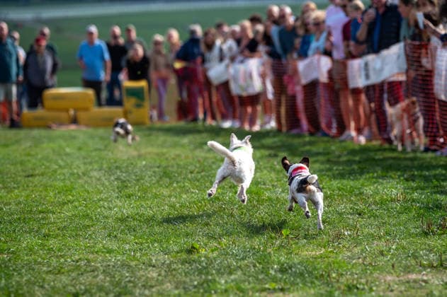 Terrier Derby at Epsom Racecourse in Surrey - 27 Sep 2026 Terriers seen competing in the 2026 Terrier Derby held at Epsom Racecourse in Surrey. Terriers competed in the annual Terrier Derby held at Epsom Racecourse, Surrey, an event first held in 2003 as a side attraction to Epsom Trainers Day. More than 70 dogs took part in heats, quarter-finals and semi-finals before the grand finale, chasing a mechanically towed lure along a racetrack. The event was inspired by Jack Russell terrier Smudge and raises money for charity, with spectators also attending a dog show, raffle, trade stalls and other attractions. Epsom United Kingdom Copyright: xJamesxWilloughbyx xSOPAxImagesx JWILLOUGHBY_3534