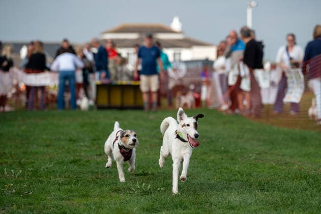 Terrier Derby at Epsom Racecourse in Surrey - 27 Sep 2026 Terriers seen competing in the 2026 Terrier Derby held at Epsom Racecourse in Surrey. Terriers competed in the annual Terrier Derby held at Epsom Racecourse, Surrey, an event first held in 2003 as a side attraction to Epsom Trainers Day. More than 70 dogs took part in heats, quarter-finals and semi-finals before the grand finale, chasing a mechanically towed lure along a racetrack. The event was inspired by Jack Russell terrier Smudge and raises money for charity, with spectators also attending a dog show, raffle, trade stalls and other attractions. Epsom United Kingdom Copyright: xJamesxWilloughbyx xSOPAxImagesx JWILLOUGHBY_3540