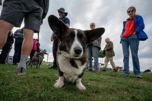 Terrier Derby at Epsom Racecourse in Surrey - 27 Sep 2026 A Corgi seen competing in the 2026 Terrier Derby held at Epsom Racecourse in Surrey. Terriers competed in the annual Terrier Derby held at Epsom Racecourse, Surrey, an event first held in 2003 as a side attraction to Epsom Trainers Day. More than 70 dogs took part in heats, quarter-finals and semi-finals before the grand finale, chasing a mechanically towed lure along a racetrack. The event was inspired by Jack Russell terrier Smudge and raises money for charity, with spectators also attending a dog show, raffle, trade stalls and other attractions. Epsom United Kingdom Copyright: xJamesxWilloughbyx xSOPAxImagesx JWILLOUGHBY_3512