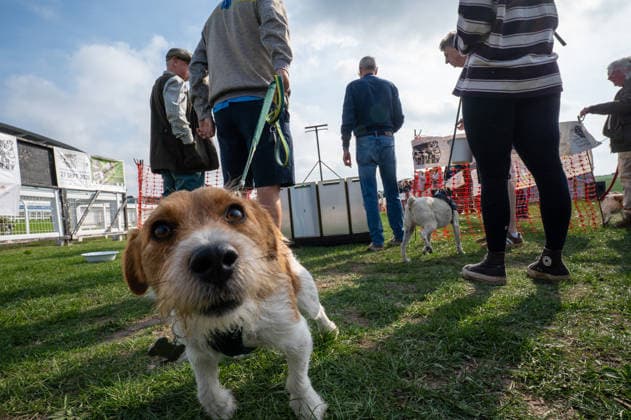 Terrier Derby at Epsom Racecourse in Surrey - 27 Sep 2026 A terrier seen competing in the 2026 Terrier Derby held at Epsom Racecourse in Surrey. Terriers competed in the annual Terrier Derby held at Epsom Racecourse, Surrey, an event first held in 2003 as a side attraction to Epsom Trainers Day. More than 70 dogs took part in heats, quarter-finals and semi-finals before the grand finale, chasing a mechanically towed lure along a racetrack. The event was inspired by Jack Russell terrier Smudge and raises money for charity, with spectators also attending a dog show, raffle, trade stalls and other attractions. Epsom United Kingdom Copyright: xJamesxWilloughbyx xSOPAxImagesx JWILLOUGHBY_3519