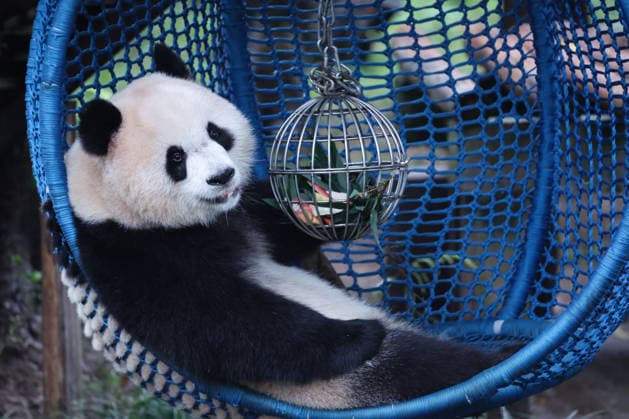CHONGQING, CHINA - OCTOBER 05: Giant panda Yu Ai plays with a leak-proof ball while lying in a cradle during the National Day holiday on October 5, 2026 in Chongqing, China. The Chongqing Zoo has prepared various enrichment activities and special food for the giant pandas to celebrate the holiday.  Copyright: xVCGx 111671965439