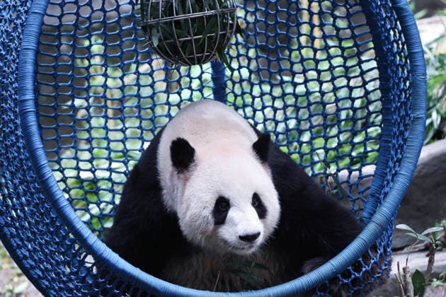 CHONGQING, CHINA - OCTOBER 05: Giant panda Yu Ke plays with a food-dispensing ball in a cradle during the National Day holiday on October 5, 2026 in Chongqing, China. The Chongqing Zoo has prepared various enrichment activities and special treats for the giant pandas to celebrate the holiday. Copyright: xVCGx 111671965460