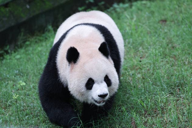 CHONGQING, CHINA - OCTOBER 05: Giant panda Yu Ai plays with enrichment items in the enclosure at Chongqing Zoo on October 5, 2026 in Chongqing, China. The zoo arranged special activities for the pandas to celebrate the National Day holiday.  Copyright: xVCGx 111671965445