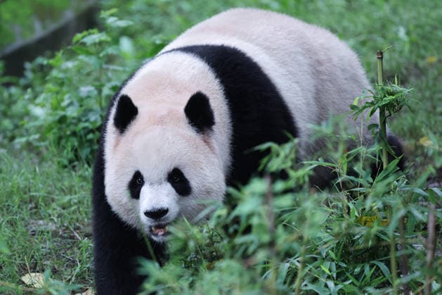 CHONGQING, CHINA - OCTOBER 05: Giant panda Yu Ai plays with enrichment items in the yard at Chongqing Zoo on October 5, 2026 in Chongqing, China. The giant panda enjoyed activities during the National Day holiday period.  Copyright: xVCGx 111671965447