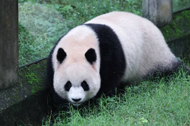 CHONGQING, CHINA - OCTOBER 05: Giant panda Yu Ai plays with enrichment items in an enclosure at Chongqing Zoo on October 5, 2026 in Chongqing, China. The zoo attracted large numbers of visitors during the National Day holiday.  Copyright: xVCGx 111671965448