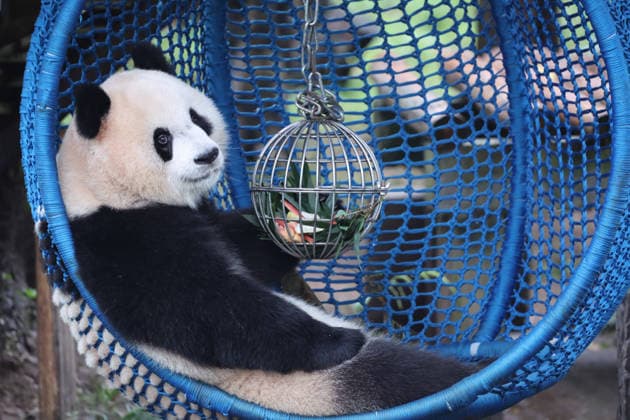 CHONGQING, CHINA - OCTOBER 05: Giant panda Yu Ai plays with a leak-proof ball in a cradle during the National Day holiday on October 5, 2026 in Chongqing, China. The event allows citizens and tourists to celebrate the holiday alongside the animals at the zoo.  Copyright: xVCGx 111671965443