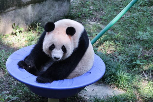CHONGQING, CHINA - OCTOBER 06: Giant panda Qizhen plays in a rotating bowl at Chongqing Zoo on October 6, 2026 in Chongqing, China. Giant pandas played and ate special meals to celebrate the National Day holiday alongside visitors.  Copyright: xVCGx 111672455464
