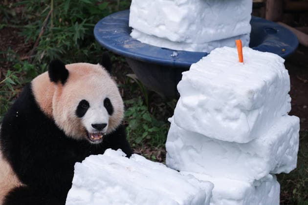 CHONGQING, CHINA - OCTOBER 06: Giant panda Liang Yue eats carrots in a snow pile on October 6, 2026 in Chongqing, China. The activity was arranged to celebrate the National Day holiday.  Copyright: xVCGx 111672455449