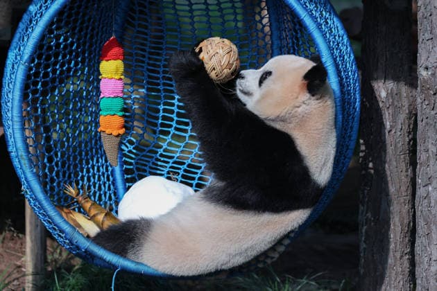 CHONGQING, CHINA - OCTOBER 06: Giant panda Yu Ai plays in a crib on October 6, 2026 in Chongqing, China. Giant pandas at Chongqing Zoo played and ate to celebrate the National Day holiday with citizens and tourists.  Copyright: xVCGx 111672455446