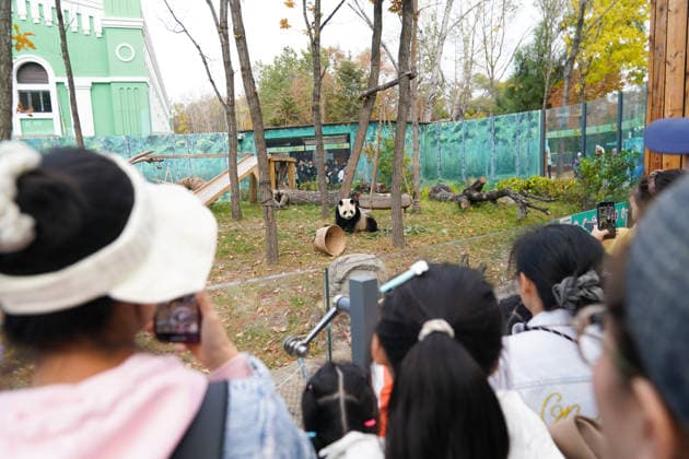 HARBIN, CHINA - OCTOBER 07: Tourists take photos of giant panda Zhishi at the Sun Island Giant Panda Pavilion on October 7, 2026 in Harbin, Heilongjiang Province of China. The pavilion remained popular with visitors on the final day of the National Day holiday.  Copyright: xChinaxNewsxServicex 111672413053