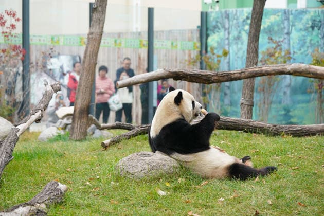 HARBIN, CHINA - OCTOBER 07: Giant panda Zhishi enjoys food at the Sun Island Giant Panda Pavilion on October 7, 2026 in Harbin, Heilongjiang Province of China. The pavilion remained popular with visitors on the final day of the National Day holiday.  Copyright: xChinaxNewsxServicex 111672413083