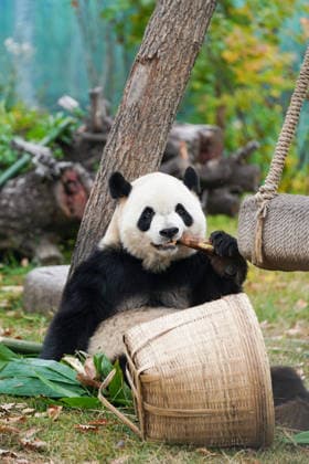 HARBIN, CHINA - OCTOBER 07: Giant panda Zhishi enjoys food at the Sun Island Giant Panda Pavilion on October 7, 2026 in Harbin, Heilongjiang Province of China. The pavilion remained popular with visitors on the final day of the National Day holiday.  Copyright: xChinaxNewsxServicex 111672413104
