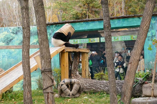 HARBIN, CHINA - OCTOBER 07: Giant panda Zhishi places a bamboo basket on its head at the Sun Island Giant Panda Pavilion on October 7, 2026 in Harbin, Heilongjiang Province of China. The pavilion remained popular with visitors on the final day of the National Day holiday.  Copyright: xChinaxNewsxServicex 111672413275