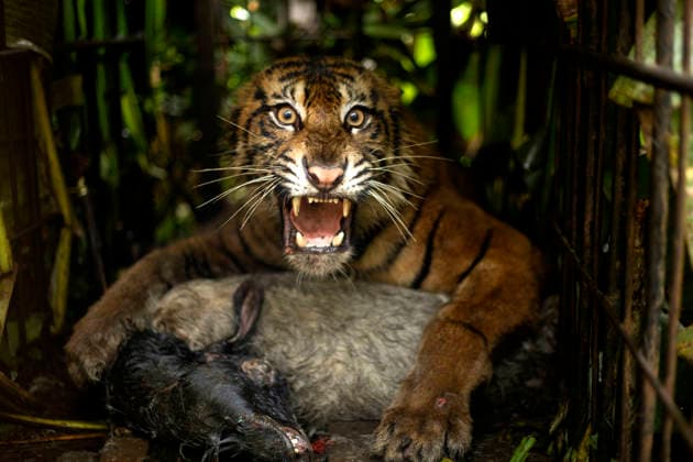 Indonesien, Tierärzte untersuchen den Gesundheitszustand einer Sumatra-Tigerin