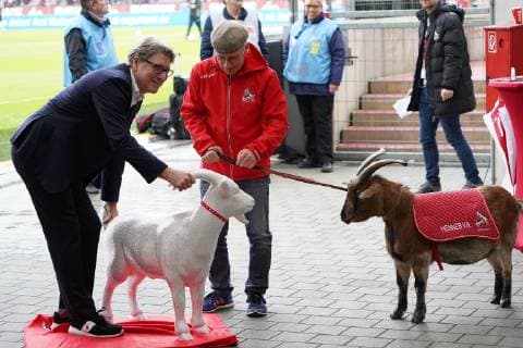 Sport Themen der Woche KW45 Sport Bilder des Tages Fußball, 2. BL, 1. FC Köln, Toni Schumacher weiht Hennes Skulptur ein GER, 2. FBL, 1.FC Koeln vs. Dynamo Dresden 10.11.2018, RheinEnergieStadion, Koeln, GER, 2. FBL, 1.FC Koeln vs. Dynamo Dresden, DFL regulations prohibit any use of photographs as image sequences and or quasi-video im Bild picture shows: Toni Schumacher Vize Präsident Praesident (1.FC Koeln), weiht den neuen KUNST Hennes ein ein erstes Zusammentreffen mit den richtigen Hennes VIII