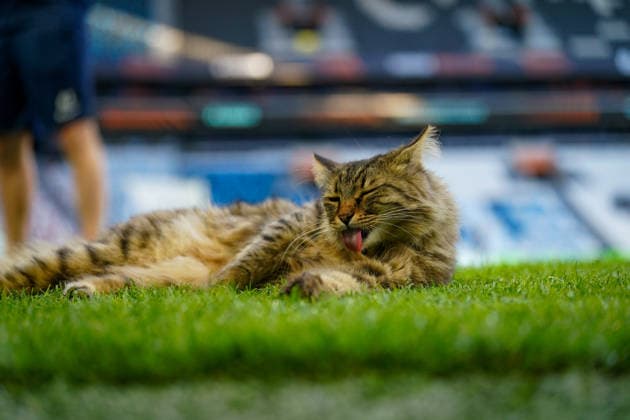Türkei, Istanbul, Europa: Fussball UEFA Europa League 2025 - 2026, Finale, SC Freiburg vs Aston Villa, Tüpras Stadyumu, Katze auf dem Spielfeld während des Abschlusstrainings des SC Freiburg im Stadion von Besiktas Istanbul. Kuriose und idyllische Momentaufnahme vor dem Europapokal-Finale, Stadionatmosphäre, Rasensport, UEFA, Fussball, Medienmoment, Tier auf dem Rasen, Vorbereitung, Finalstimmung, Sportstätte, Istanbul Final 2026. Copyright: xJOERANxSTEINSIEKx