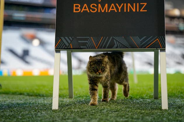 Türkei, Istanbul, Europa: Fussball UEFA Europa League 2025 - 2026, Finale, SC Freiburg vs Aston Villa, Tüpras Stadyumu, Katze auf dem Spielfeld während des Abschlusstrainings des SC Freiburg im Stadion von Besiktas Istanbul. Kuriose und idyllische Momentaufnahme vor dem Europapokal-Finale, Stadionatmosphäre, Rasensport, UEFA, Fussball, Medienmoment, Tier auf dem Rasen, Vorbereitung, Finalstimmung, Sportstätte, Istanbul Final 2026. Copyright: xJOERANxSTEINSIEKx