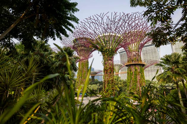 F1 - SINGAPORE GRAND PRIX 2026 Gardens by the Bay, ambiance during the 2026 Formula 1 Singapore Grand Prix, 17th round of the 2026 Formula One World Championship, WM, Weltmeisterschaft from October 9 to 11, 2026 on the Marina Bay Street Circuit, in Singapore, Singapore - SingaporeSingapore Copyright: xJulienxDelfossex