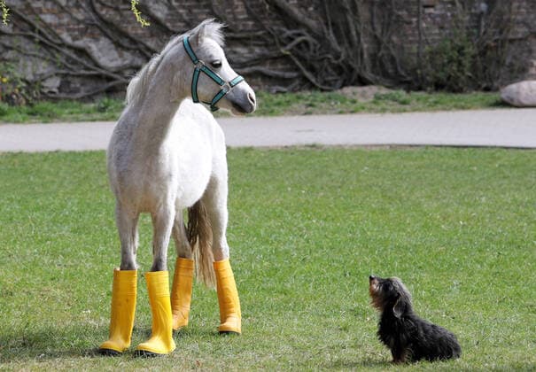 Bilder des Jahres 2020, Entertainment 04 April Entertainment Themen der Woche KW15 News Bilder des Tages 09.04.2020, Neuenhagen, Brandenburg, GER - Pony in Gummistiefeln wartet mit seinem Freund dem Rauhaardackel auf Regen. (aussen, Aussenaufnahme, Brandenburg, Dackel, deutsch, Deutschland, Europa, europaeisch, Gummistiefel, Humor, Hund, Kleinpferd, lustig, Meteorologie, Neuenhagen, niemand, Pony, QF, Querformat, Rauhaardackel, skurril, Skurriles, Tiere, Tierreich, Tierwelt, Trockenperiode, warten, wartend, Westeuropa, Wetter, Witz, witzig) 200409D510NEUENHAGEN.JPG