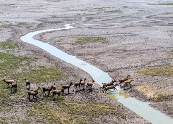 Bilder des Jahres 2023, News 08 August News Themen der Woche KW33 Elks Run in Dongtaitiaozini Wetland in Yancheng, China YANCHENG, CHINA - AUGUST 16, 2023 - Elks run freely in Dongtaitiaozini wetland in Yancheng City, East China s Jiangsu Province, Aug. 16, 2023. In recent years, the Dongtaitiaozini wetland scenic area of the World Natural Heritage Site has strengthened ecological protection, coupled with fresh water and a large area of tender grass, and the population has developed rapidly, from about 50 animals first discovered in 2020 to nearly 900 animals at present. Yancheng Jiangsu China Copyright: xCFOTOx originalFilename: cfoto-elksruni230817_npjZB.jpg