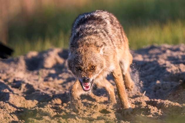 Europaeischer Schakal, Eurasischer Schakal, Europaeischer Gold-Schakal, Europaeischer Goldschakal, Goldschakal, Gold-Schakal (Canis aureus moreoticus, Canis moreoticus), graebt in sandigem Boden und fletscht die Zaehne, Vorderansicht, Rumaenien, Donaudelta Eurasian golden jackal, European jackal (Canis aureus moreoticus, Canis moreoticus), digging in sandy ground and baring its teeth, front view, Romania, Danube Delta BLWS694084