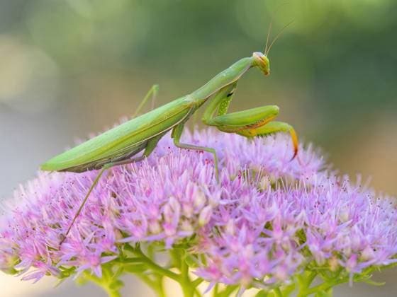 Europaeische Gottesanbeterin, Gottesanbeterin (Mantis religiosa), sitzt auf einer Fetthenne, Hylotelephium, Deutschland, Baden-Wuerttemberg, Kaiserstuhl European preying mantis (Mantis religiosa), sits on a stonecrop, Hylotelephium, Germany, Baden-Wuerttemberg, Kaiserstuhl BLWS716788