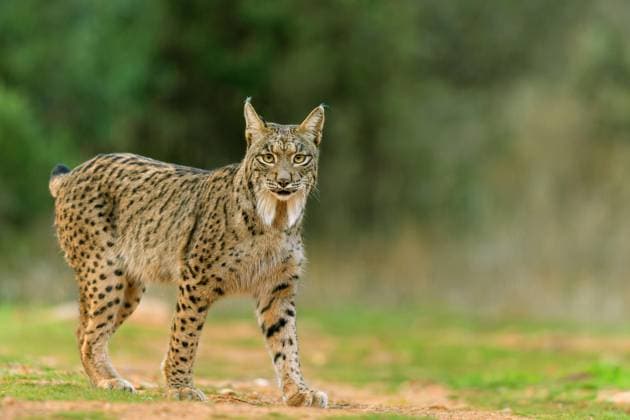 Iberischer Luchs, Pardel-Luchs, Pardelluchs (Lynx pardinus), Weibchen steht auf einer Freiflaeche im Buschland, Spanien, Kastilien-La Mancha, La Virtudes Iberian lynx (Lynx pardinus), female stands in an open area in the scrubland, Spain, Castilla–La Mancha, La Virtudes BLWS727472
