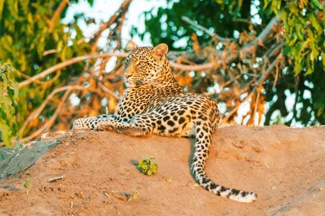 Leopard, Panther, Panter (Panthera pardus), liegt abends auf einem Erdhuegel und beobachtet die Umgebung, Rueckansicht, Botswana, Mashatu Game Reserve leopard (Panthera pardus), lies on a mound in the evening and observing the surroundings, rear view, Botswana, Mashatu Game Reserve BLWS728245