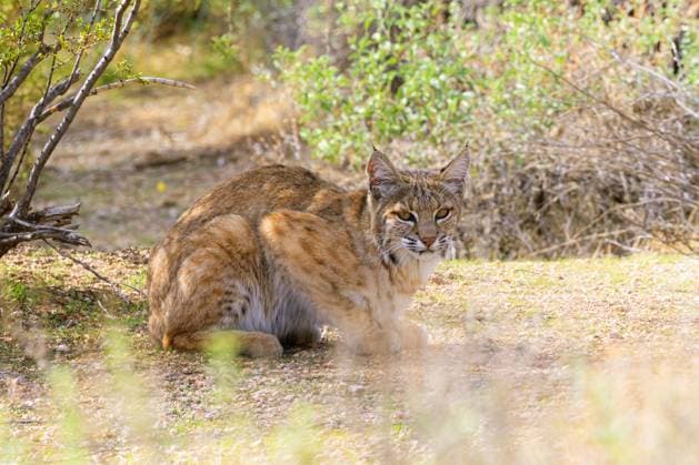 Rotluchs, Rot-Luchs, Luchskatze, Luchs-Katze (Lynx rufus), sitzt lauernd, Seitenansicht, USA, Arizona, Sonora bobcat, wildcat, bay lynx, red lynx (Lynx rufus), sits lurking, side view, USA, Arizona, Sonoran BLWS729182
