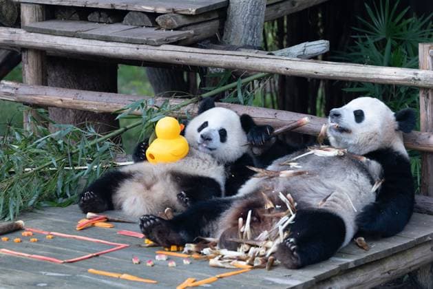 CHONGQING, CHINA - OCTOBER 01: Giant pandas Hao Qi and Qi Ying enjoy the special treats to celebrate the National Day at Chongqing Zoo on October 1, 2025 in Chongqing, China. Copyright: xVCGx 111594391831