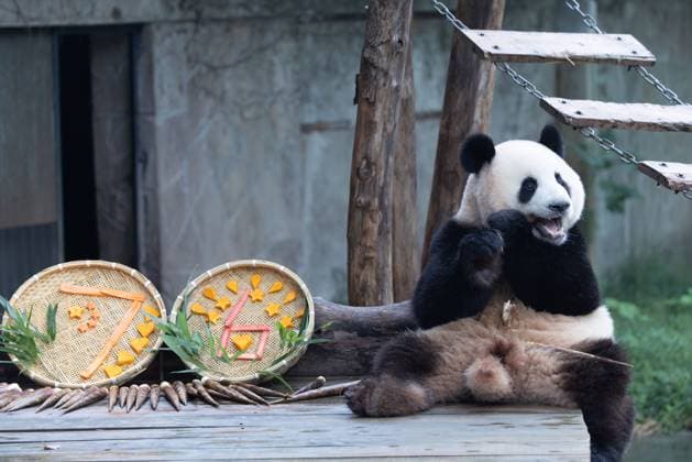 CHONGQING, CHINA - OCTOBER 02: Giant panda Mang Cancan enjoys the special treats to celebrate the National Day at Chongqing Zoo on October 2, 2025 in Chongqing, China. Copyright: xVCGx 111594638831