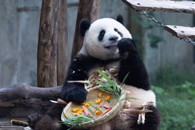 CHONGQING, CHINA - OCTOBER 02: Giant panda Mang Cancan enjoys the special treats to celebrate the National Day at Chongqing Zoo on October 2, 2025 in Chongqing, China. Copyright: xVCGx 111594638865