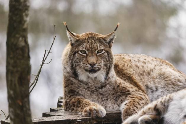 16.02.2026, Grünau, AUT, Unterwegs in Oberösterreich, Symbolbild, Themenbild, Verschiedene Themenbilder, Tierpark Grünau, im Bild Eurasischer Luchs, Raubtier, Raubkatze, Grosskatze, Tier, Waldbewohner, Wildtier, Wildlife, Wildnis, Natur, Fell, Saeugetier, Tierportraet, Zoologie,